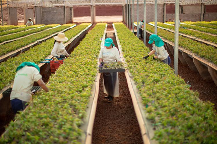 web_20-_20floresta_20_285_29_0